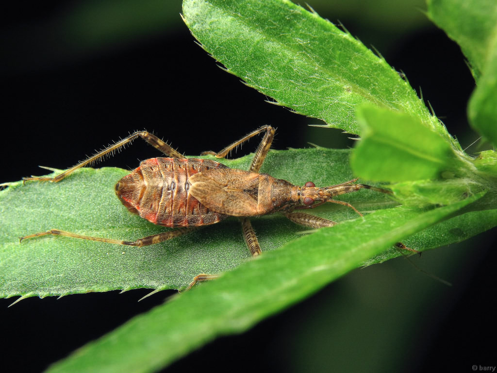 Himacerus apterus (Fabricius, 1798)